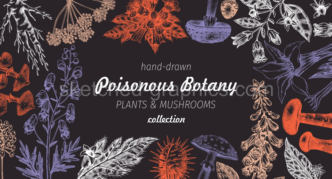 Poisonous plants frame design. Toxic mushrooms hand drawn vector illustration. Witch herbs, deadly fungi sketches on chalkboard. Vintage botanical banner. NOT AI generated Illustration